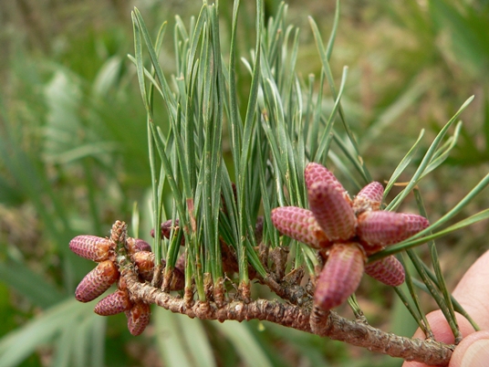{Pinus glabra}